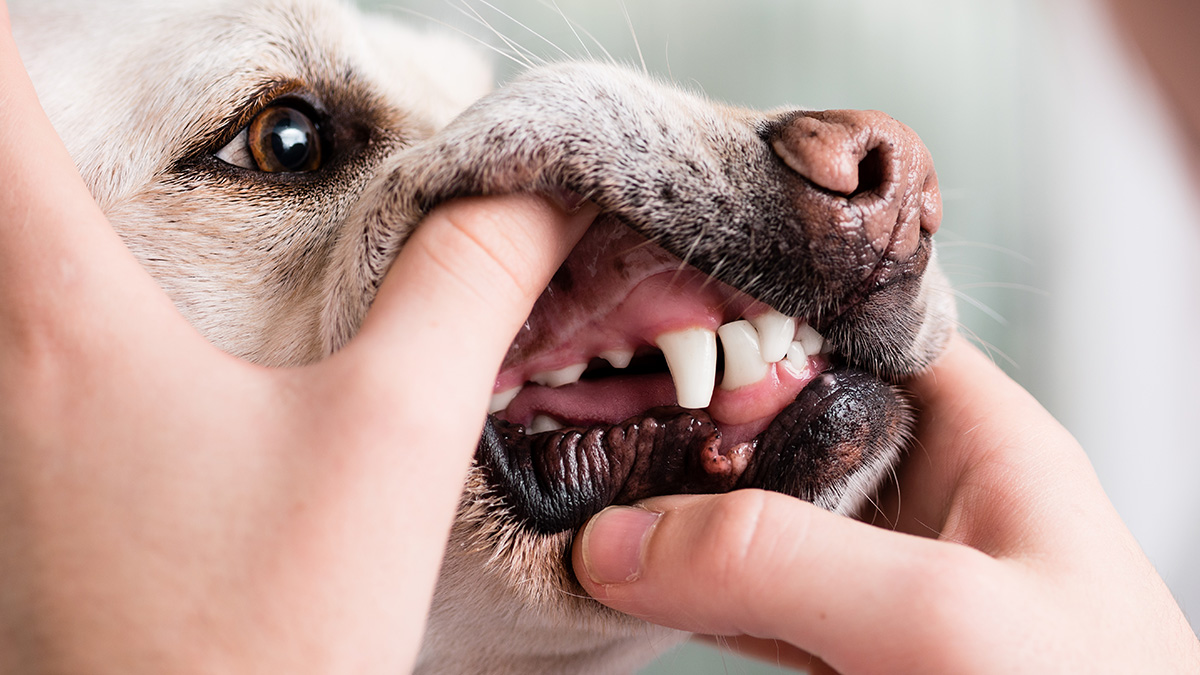 Mundgeruch beim Hund: Ursachen, Tipps & schnelle Hilfe gegen schlechten Atem
