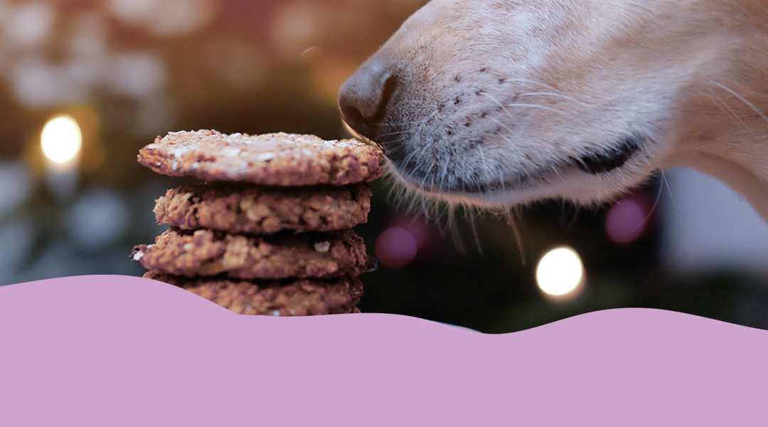 Gesunde und schnelle Bananenkekse für deinen Hund